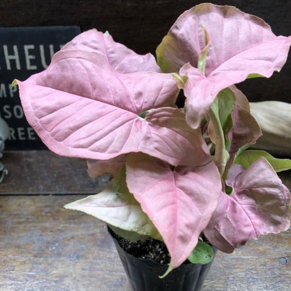 ネオン シンゴニウム ピンクの観葉植物 ガーデニング