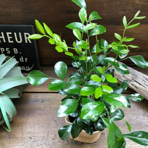 観葉植物 シルクジャスミン 観葉植物 ガーデニング Buyee Buyee Japanischer Proxy Service Kaufen Sie Aus Japan