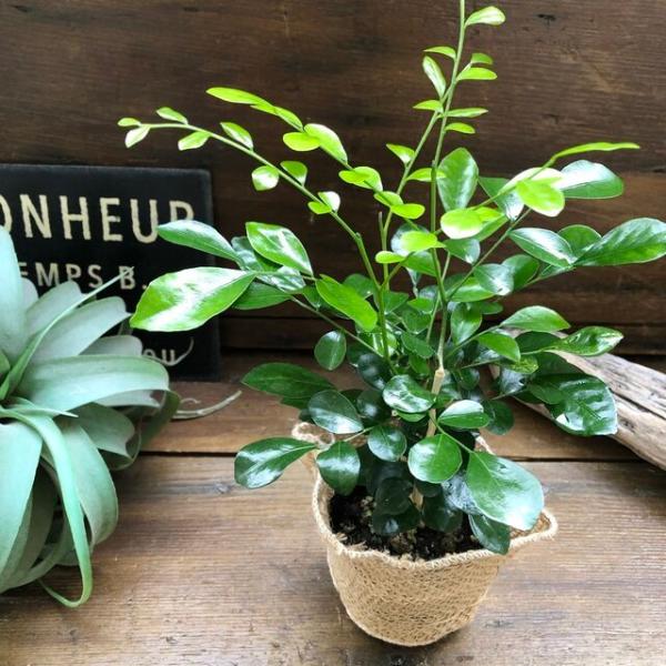 観葉植物 シルクジャスミン 観葉植物 ガーデニング Buyee Buyee Japanischer Proxy Service Kaufen Sie Aus Japan