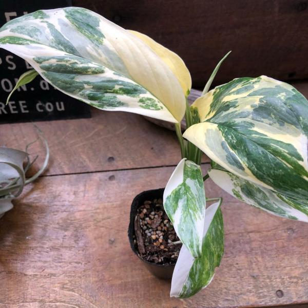 モンステラ 『レクレリアナ バリエガータ』 斑入り 観葉植物 : パリ