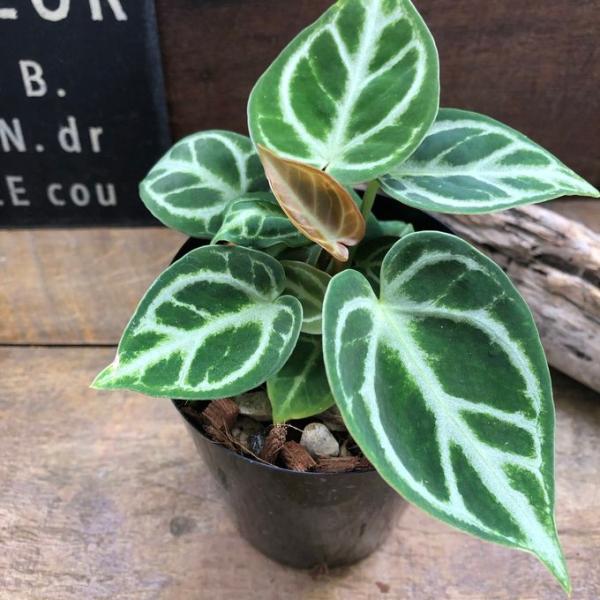 ドラヤキ アンスリウム 丸鉢 希少 美しい 観葉植物 : パリジェンヌ