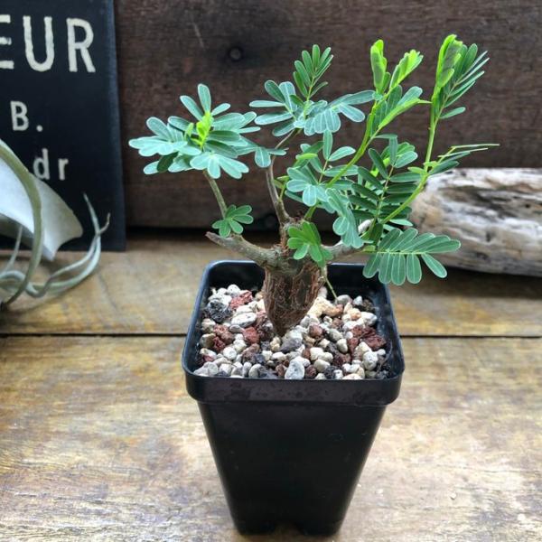 センナ メリディオナリス Senna meridionalis コーデックス 塊根
