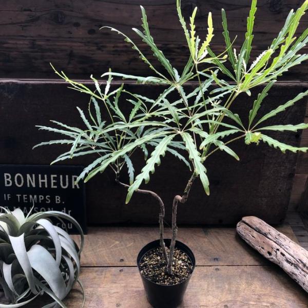 アラレア グリーンエレガンス 観葉植物の育て方と魅力