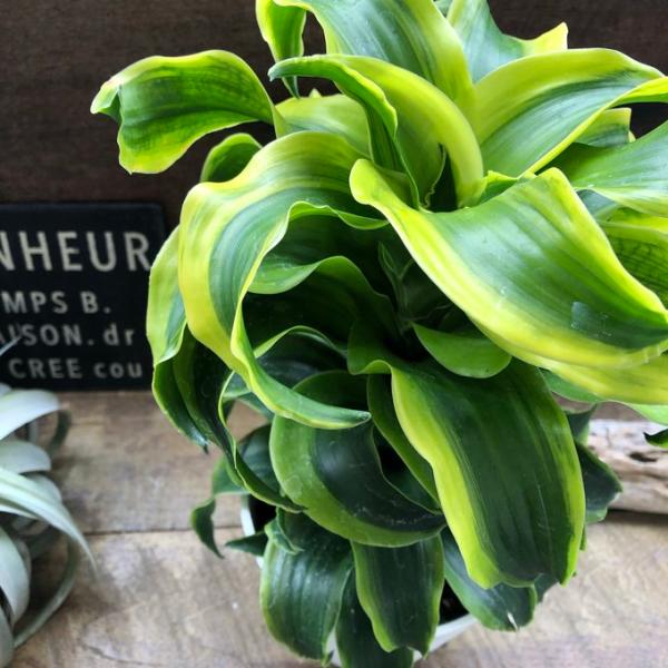 希少 斑入りドラセナ トルネード（5号鉢） 観葉植物 : パリジェンヌ