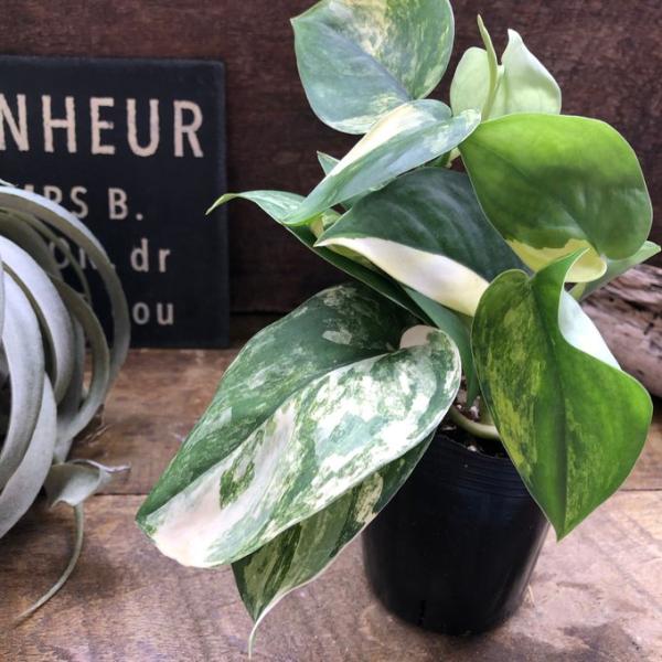 特価 激レア スキンダプサス マッチャ 斑入り バリエガータ 激レア