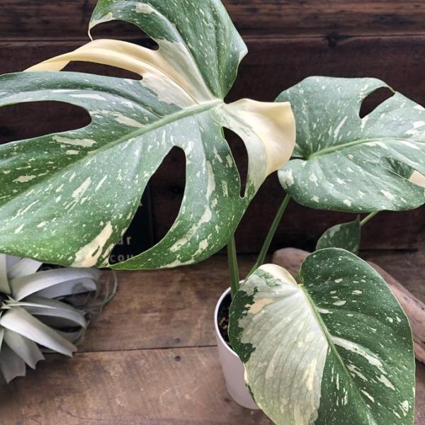 ご覧いただきましてありがとうございます。斑入りモンステラの『タイコンステレーション』です。通常のモンステラほど市場での出回りがなく、希少な種類です。その出回りの少なさから希少価値があり、葉の雰囲気もおしゃれで人気があります。価格も通常のモン...