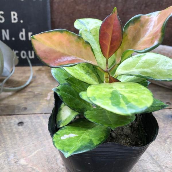 ホヤ オーストラリス リサ 観葉植物 ガーデニング : パリジェンヌ