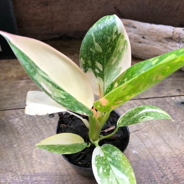 グリーンコンゴ バリエガータ フィロデンドロン 斑入り 希少 観葉植物