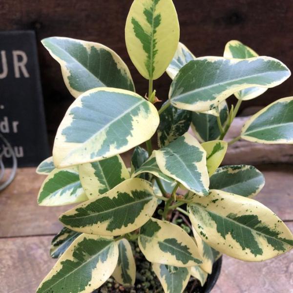 斑入り フランスゴムの木 ルビギノーサ 観葉植物 希少 : パリジェンヌ