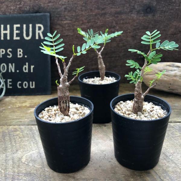 センナ メリディオナリス Senna meridionalis コーデックス 塊根植物