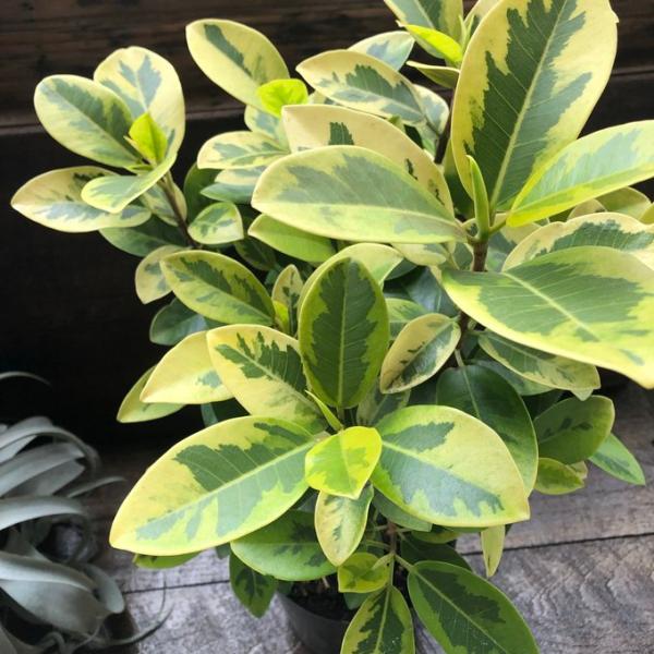 フランスゴム　ユキ　パテント種 ユキ フランスゴム 斑入り 希少品種 幸福の木 観葉植物 : パリジェンヌ