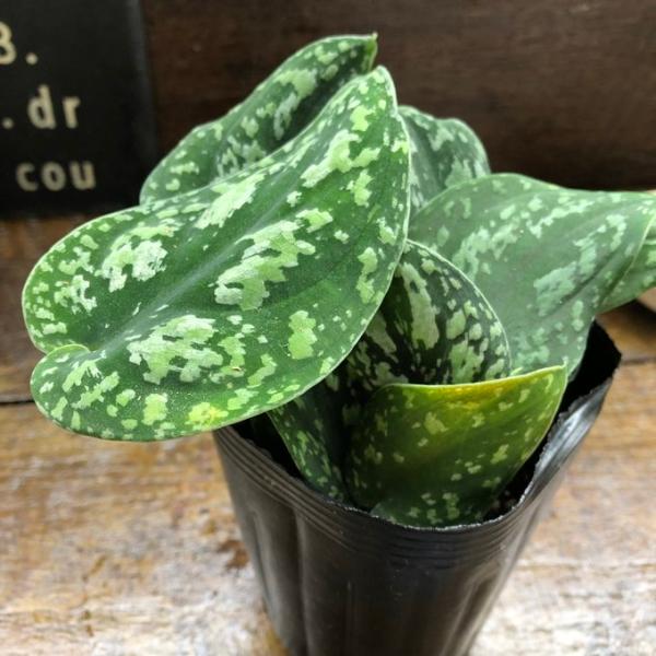 ピクタム トリカラー スキンダプサス 観葉植物 ガーデニング : パリ