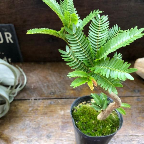 曲がり木 エバーフレッシュ 2.5号 観葉植物 インテリア : パリジェンヌ