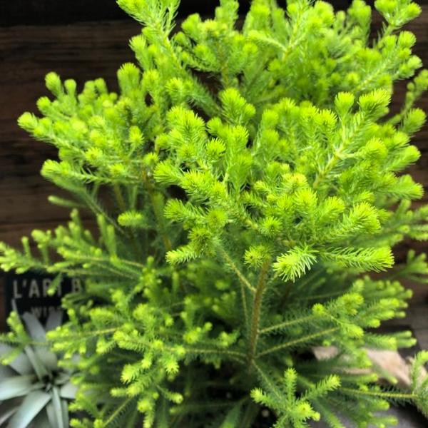 バーゼリア 【ラヌギノーサ】 6号鉢 オージープランツ 常緑低木 観葉植物 常緑樹
