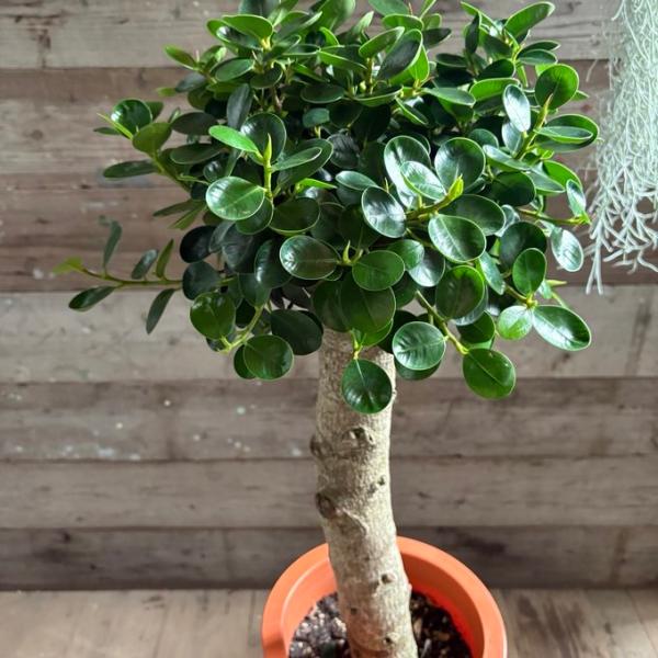 8号大苗 木立のパンダガジュマル 即完売 観葉植物 インテリア