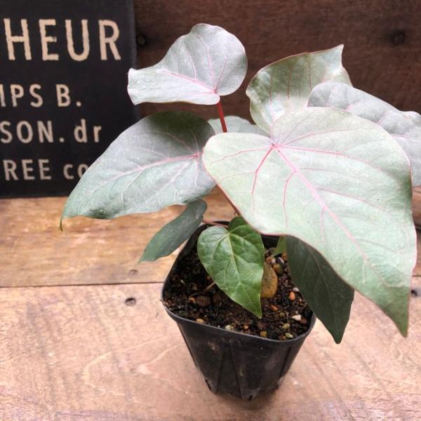 ペティオラリス 希少品種 赤い葉脈 塊根植物 : パリジェンヌ - 通販