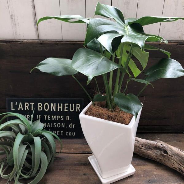 産地直送 モンステラ 希少 白陶器鉢 立派な観葉植物 Buyee Buyee Japanese Proxy Service Buy From Japan Bot Online