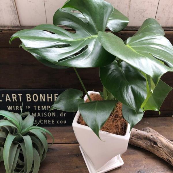 産地直送 モンステラ 希少 白陶器鉢 立派な観葉植物 Buyee Buyee Japanese Proxy Service Buy From Japan Bot Online