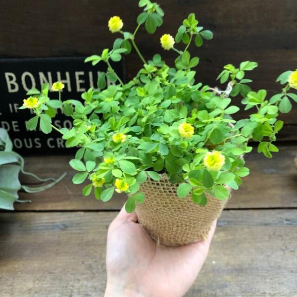 ラッキークローバー 幸せの黄色のクローバー グランドカバーに 雑草対策 ガーデニング Buyee Buyee 일본 통신 판매 상품 옥션의 대리 입찰 대리 구매 서비스