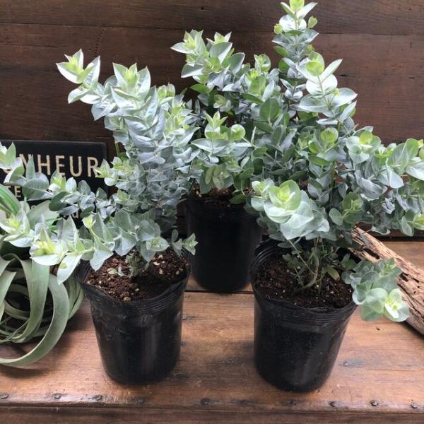 アルビダ 希少 ユーカリ界の白い宝石 ユーカリ ガーデニング Buyee Buyee 日本の通販商品 オークションの代理入札 代理購入