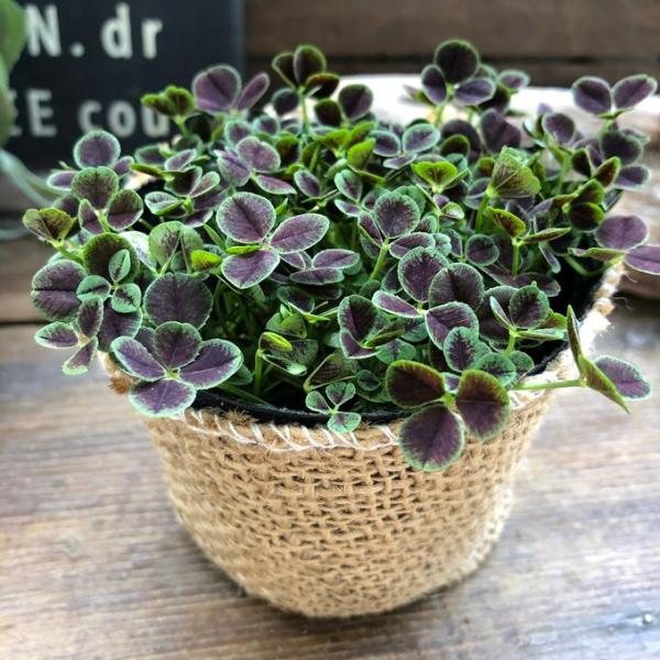 ご覧頂きありがとうございます。幸せな気持ちにさせてくれる四つ葉のクローバー。幸せな気分になります。五つ葉の子もいます。チョコレートパウダーを降り掛けたようなシックな葉色がユニークな天使のクローバー。寄せ植えやインテリアグリーンなど、自慢の一...