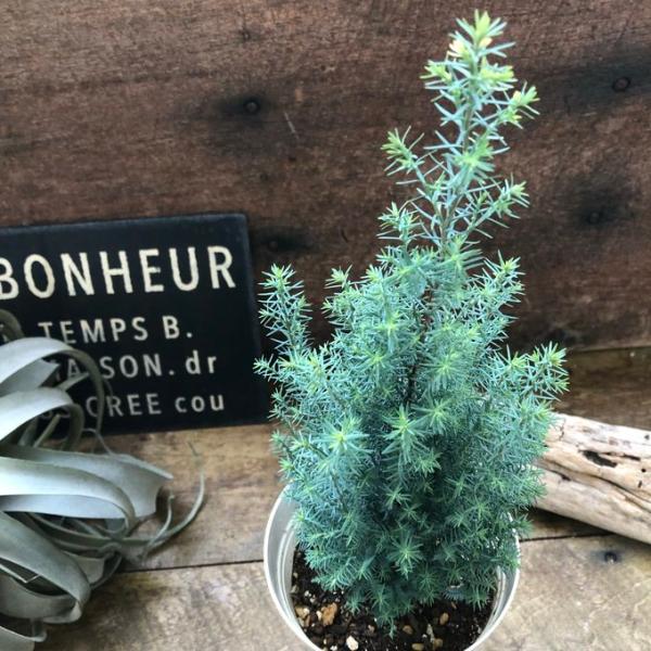 ご覧頂きありがとうございます。クリスマスツリーにもってこいの可愛い木。『コニファー　シルバースター』です。樹形は楕円形、枝は上に伸び、葉は青緑色の美しい品種です。お洒落なクリスマスツリーにいかがですか？ モミの木ではありませんが、薄っすら雪...