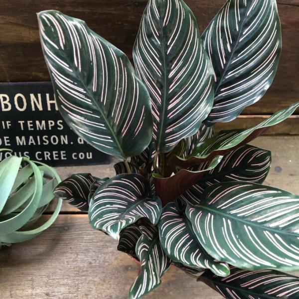 ご覧頂きありがとうございます。ダークグリーンの葉に筆で書いたような、薄いピンク色のラインが入ったシュールで魅力的な観葉植物のカラテア・サンデリアーナです。こちらは書いてません自然のものなんです。葉模様が美しいカラテアの仲間で、カラテアの中で...