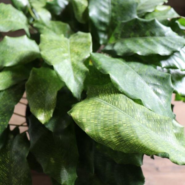 新品　観葉植物　流通量側少ない珍しい品種　カラテア、ムサイカ ムサイカ カラテア 7号 幾何学模様 観葉植物 インテリア : パリ