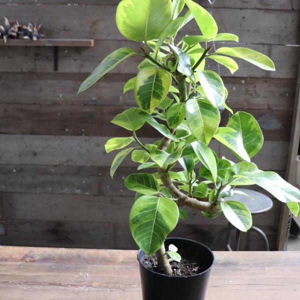 曲がり木 アルテシーマ フィカス 観葉植物 7号 インテリア