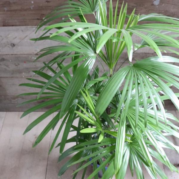 シュロチク 棕櫚竹 縁起物 風水 観葉植物 インテリア : パリジェンヌ