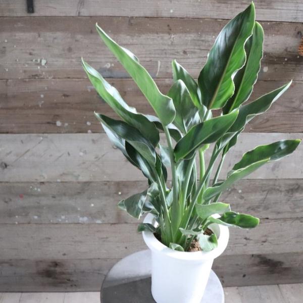 レギネ 7号 観葉植物 ストレチア 極楽鳥花 : パリジェンヌ - 通販