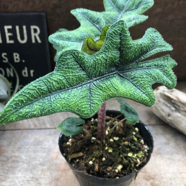 希少 アロカシア ジャックリン オーレア アロカシアジャックリン