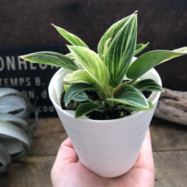 新品種のフィロデンドロン『バーキン　コンパクト』大きくならない矮性の新品種のバーキン コンパクトです。新芽の時には美しい線上の斑が入り葉が古くなるほどグリーンへと変化していく観葉植物です。フィロデンドロン・バーキンは最近流通しはじめた新しい...