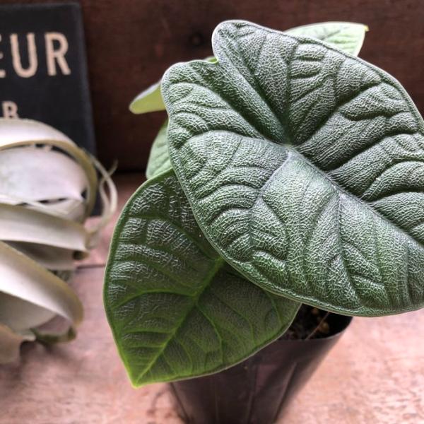 メロ アロカシア 希少 観葉植物