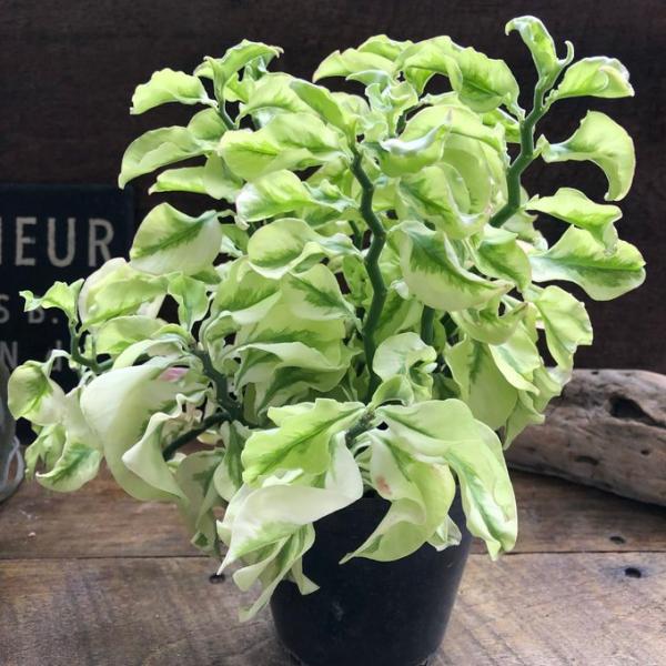 矮性の大銀竜 ペディランサス 超希少 多肉植物 観葉植物 商売繁盛 ダイギンリュウ 縁起物