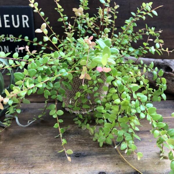 パワーストーン 真珠コケモモ 大人気 観葉植物 Buyee Buyee 日本の通販商品 オークションの代理入札 代理購入