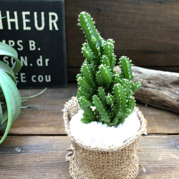 電磁波サボテン セレウス 電磁波吸収します サボテン Buyee 日本代购平台 产品购物网站大全 Buyee一站式代购 Bot Online