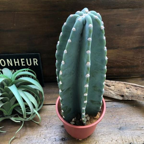 安い柱サボテンの通販商品を比較 ショッピング情報のオークファン