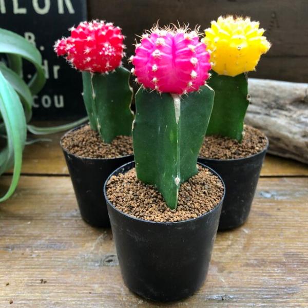 緋牡丹3色セット サボテン お得 観葉植物