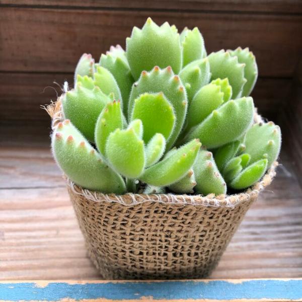 多肉植物の熊童子です。熊の手みたいな可愛いい多肉植物です。ポットごとでお送りしますのでお好きな鉢や寄せ植えに使えます。育てやすくとても可愛いです。☆3号ポットに入ってます。直径9センチです。☆ポットごと発送です。☆育て方☆直射日光は避けた半...