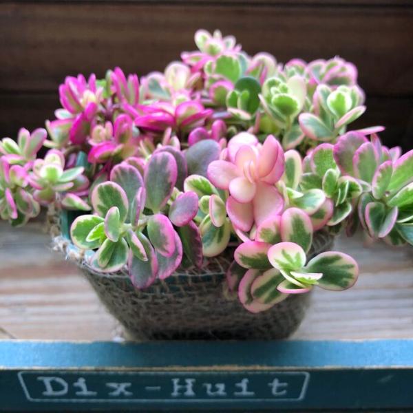 多肉植物 希少 マジカルキューティ 斑入りポーチュラカ ピンク ガーデニング 多肉植物 Buyee Servicio De Proxy Japones Buyee Compra En Japon