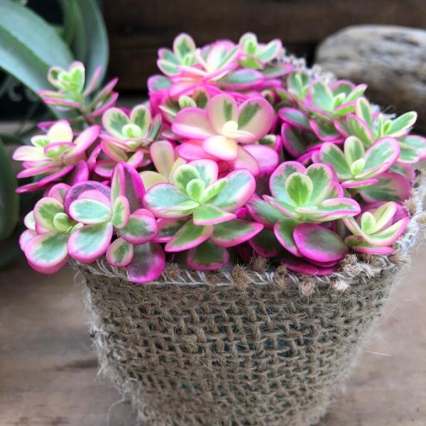 多肉植物 希少 マジカルキューティ 斑入りポーチュラカ ピンク ガーデニング 多肉植物 Buyee Servicio De Proxy Japones Buyee Compra En Japon