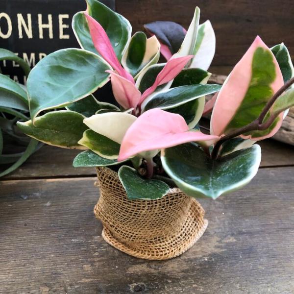 ホヤ・カルノーサのリップカラーです。観葉植物のホヤ・カルノーサの葉に白やピンクの斑が入った種はリップカラーです。花だけでなく葉の色も楽しめる観葉植物のため、通常の品種よりも若干高価になりますが彩りの美しさから人気を集める品種です。ホヤは花が...