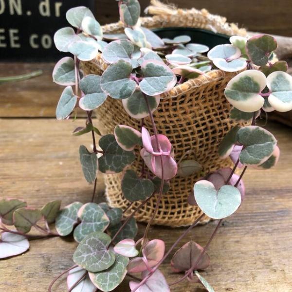 レディーハート 斑入りハートカズラ ハート型 多肉植物 Buyee 日本代购平台 产品购物网站大全 Buyee一站式代购 Bot Online