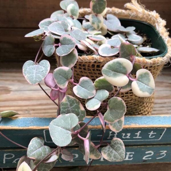 レディーハート 斑入りハートカズラ ハート型 多肉植物 Buyee 日本代购平台 产品购物网站大全 Buyee一站式代购 Bot Online