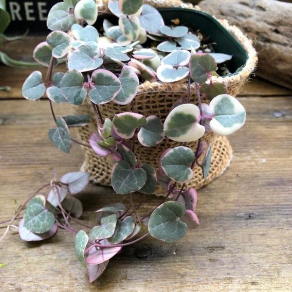 レディーハート 斑入りハートカズラ ハート型 多肉植物 Buyee 日本代购平台 产品购物网站大全 Buyee一站式代购 Bot Online