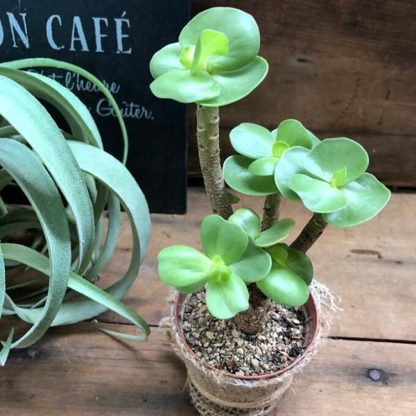 ご覧頂きありがとうございます。完売しておりましたが入荷しました。麻布アレンジして発送しております。希少なモロキニエンシスです。おしゃれ過ぎますね。頭頂部にだけ丸い葉をつけるとってもユニークな形の植物です。冬は落葉して葉が０〜３枚程しかつきま...