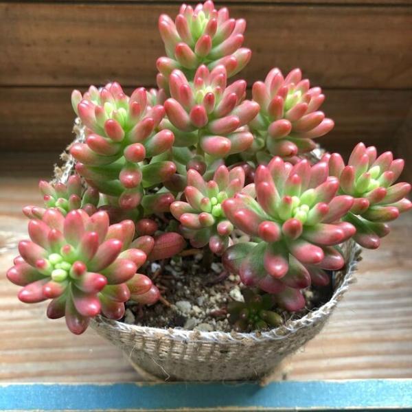 多肉植物 オーロラ 紅葉 多肉植物 可愛い Buyee Buyee Japanese Proxy Service Buy From Japan Bot Online