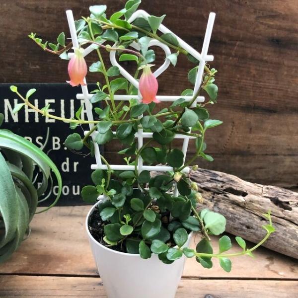 多肉植物 超希少 カランコエ フィフィ 観葉植物 Buyee Buyee Japanese Proxy Service Buy From Japan Bot Online
