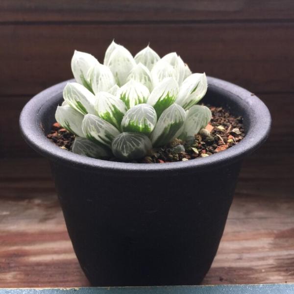 アイススプライト 透き通る 美しい ハオルチア オプツーサ 多肉植物 Buyee 日本代购平台 产品购物网站大全 Buyee一站式代购 Bot Online